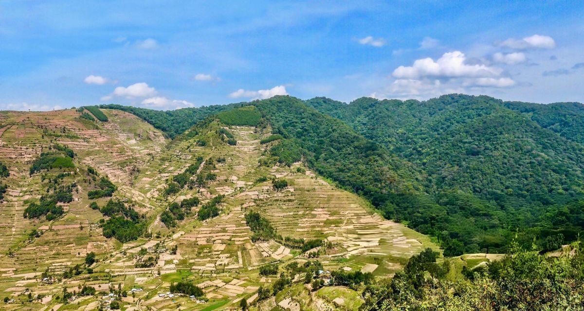 The Cause - Forest Conservation